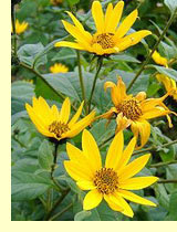 ,  ,  ,   (Heliantnus tuberosus)